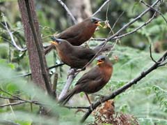 11_DSCN6760_Rufous Babbler