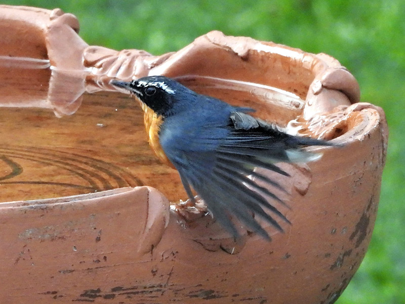 12_DSCN8530_Indian Blue Robin