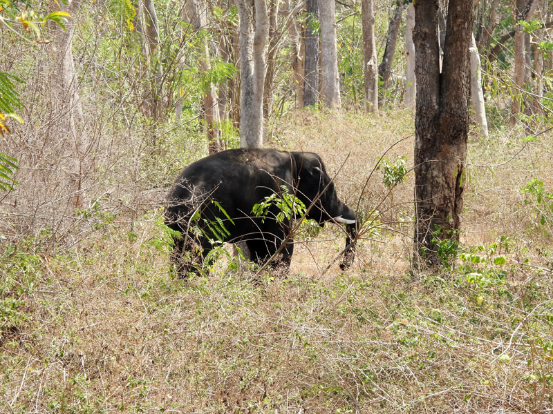 01_DSCN8687_Elefant