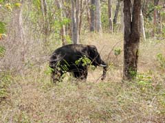 01_DSCN8687_Elefant