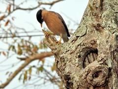 18_DSCN9497_Brahminy Starling
