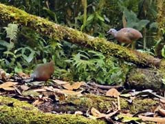 12_P1000225mp4_tinamu_snap