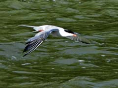 13_DSCN3087a2bs