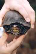 Dosenschildkröte