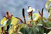Türkisnaschvogel auf einer Blüte