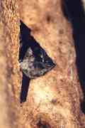 Fledermaus, ruhend in Baumhöhle